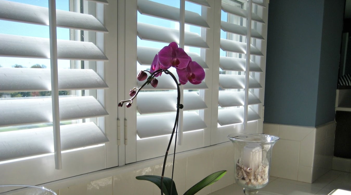 Orchids in front of plantation shutters